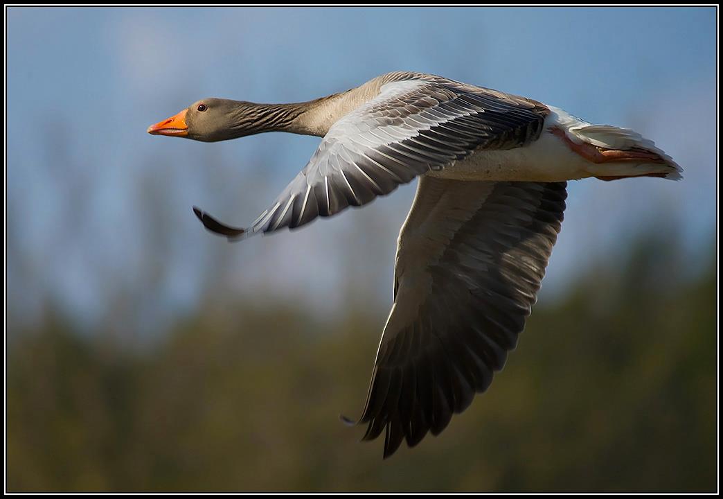 Grågås flyr