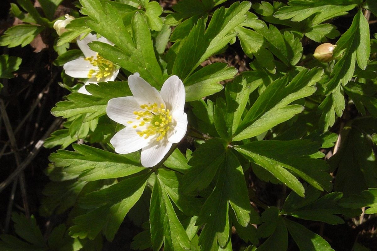 Hvitveis i blomst