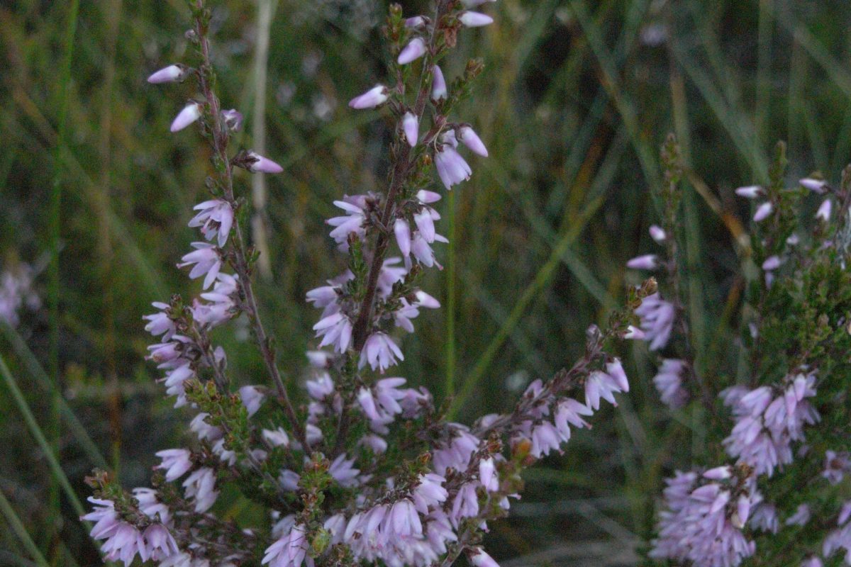 Røsslyng lys lilla blomst